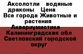 Аксолотли / водяные драконы › Цена ­ 500 - Все города Животные и растения » Аквариумистика   . Калининградская обл.,Светловский городской округ 